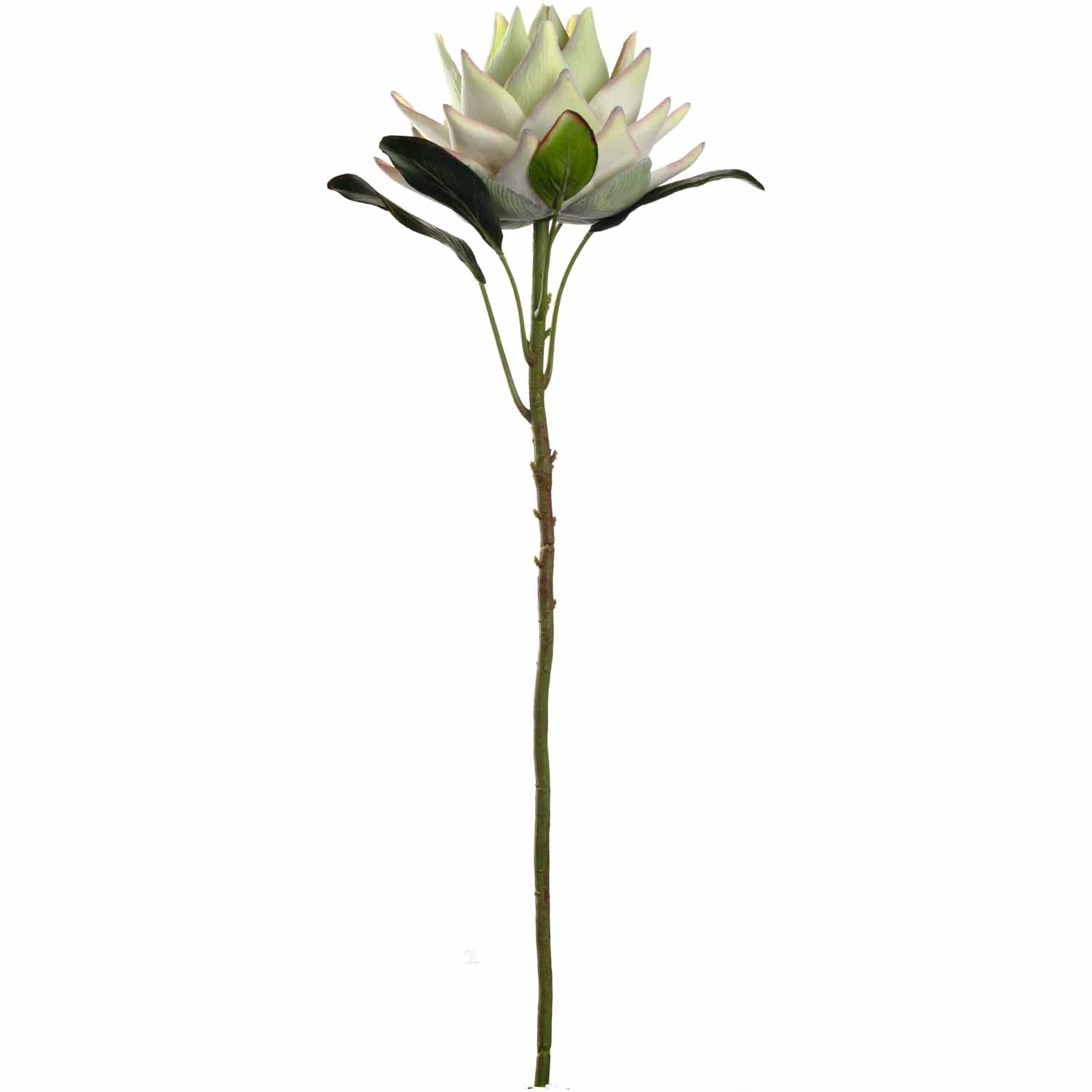 Blume Prothea Fiore weiß Polyethylen (PE) Polyethylenterephthalat (PET) Eisen