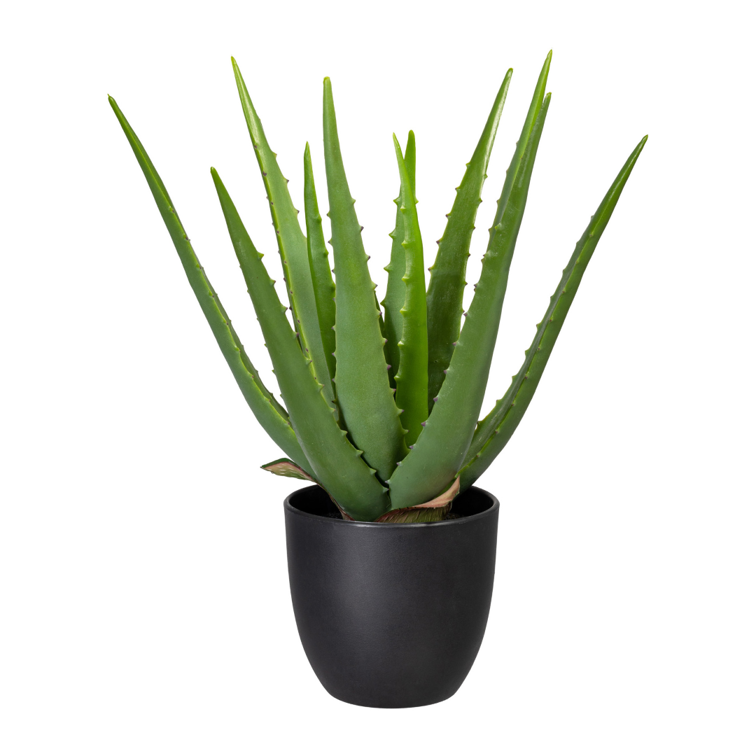 Aloe Jakoe Grün Kunststoff
