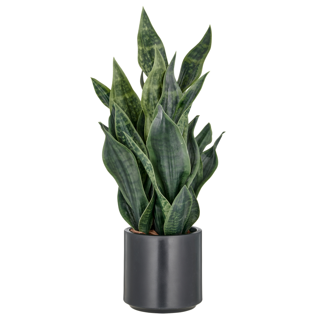 Sansevieria Janna Grün Kunststoff