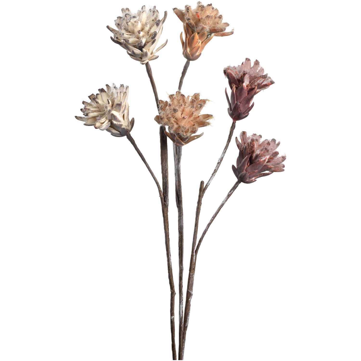 Blume Prothea Fiore mehrfarbig Polyvinylchlorid (PVC) Eisen Papier